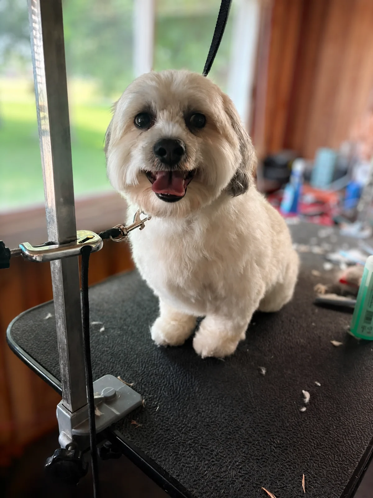 A small cream-colored dog standing on a grooming table
