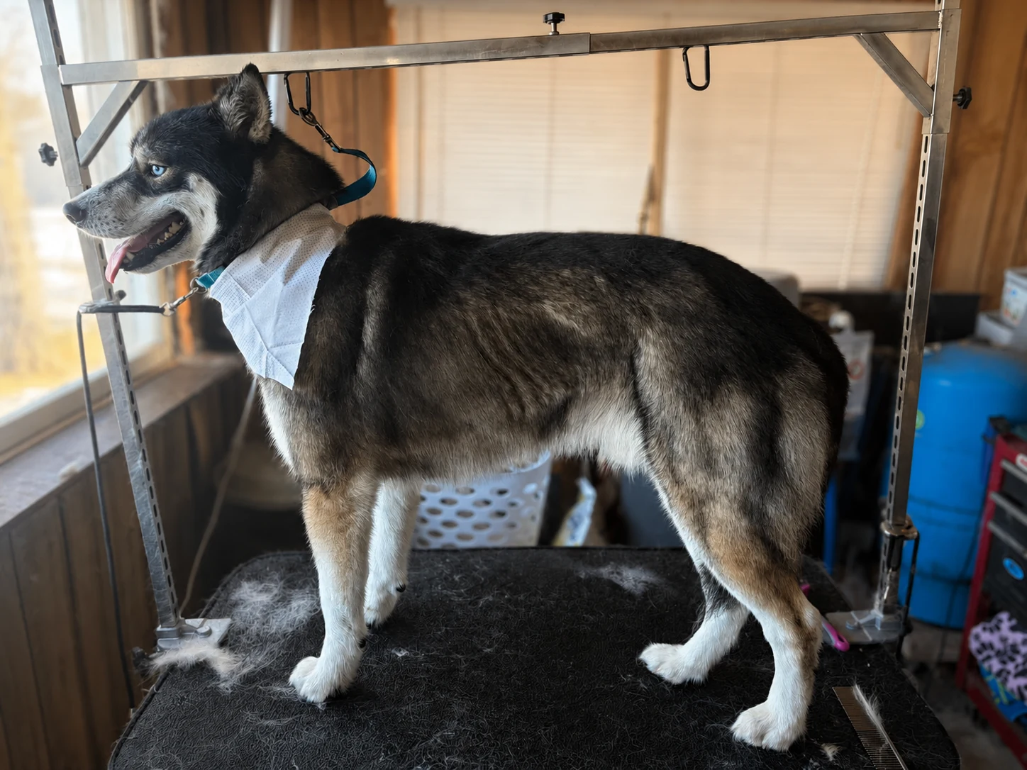 A black-and-white dog after grooming